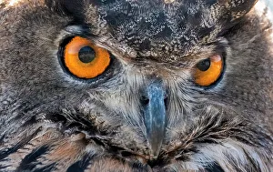 Predatory Prints: Close-up of Eurasian Owl, California, USA