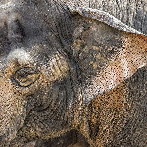 Rona Schwarz Prints: A close-up of the eye and ear of an Asian elephant at the Cincinnati Zoo