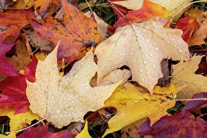 Images Dated 19th January 2024: Close-up of fallen autumn leaves, Kentucky