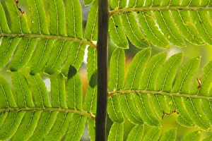 Queensland Prints: A close-up detail of a fern in the Babinda Boulders rainforest