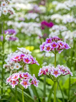 Pennsylvania Prints: Close-up of a field of Candelabra Primrose