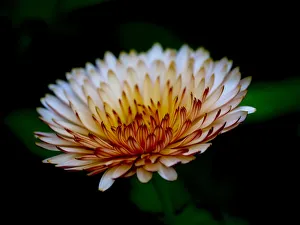 Images Dated 20th February 2019: Close-up of a flower