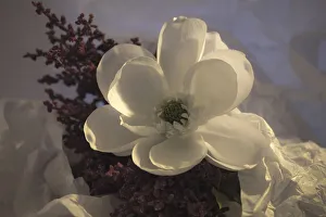 Magnolia Prints: Close-up of flower