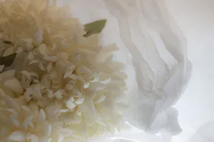 Images Dated 23rd January 2020: Close-up of flower