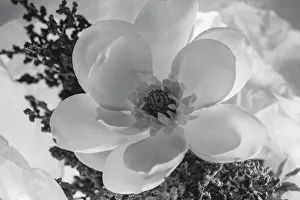Images Dated 23rd January 2020: Close-up of flower
