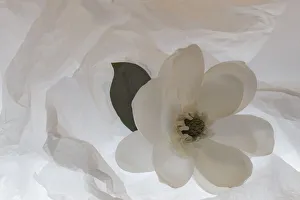 Images Dated 23rd January 2020: Close-up of flower