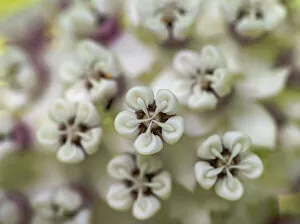 Floral & Botanical Gallery: Close-up of flower heads before opening (redring milkweed, white-flowered milkweed
