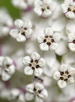 Herb Prints: Close-up of flower heads before opening (redring milkweed, white-flowered milkweed