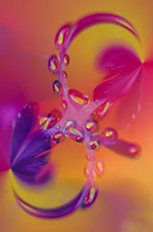 Waterdrop Prints: Close-up of flower reflected in waterdrop