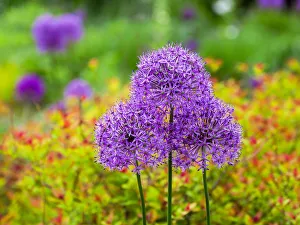 Allium Prints: Close-up of flowering bulbous perennial purple Allium flowers