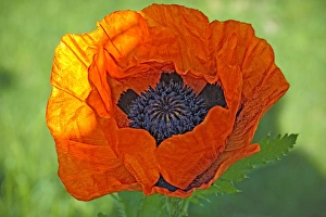 Images Dated 24th May 2011: Close-up of a flowering orange poppy plant