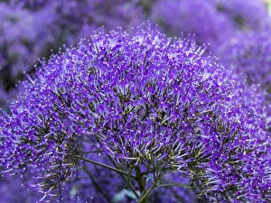 Images Dated 25th April 2019: Close-up of flowering purple throatwort, Trachelium caeruleum Devotion Purple in bloom