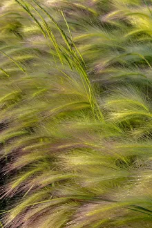 Medicine Lake National Wildlife Prints: Close-up of foxtail barley in Medicine Lake National Wildlife Refuge, Montana, USA