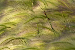 Close-up of foxtail barley in Medicine Lake National Wildlife Refuge, Montana, USA