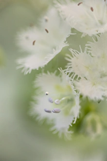 Images Dated 13th October 2017: Close-up of Fringed Phacelia, Great Smoky Mountains National Park, Tennessee