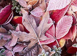 Prints of Close-up of frosted autumn leaves on the ground Images Dated 2017 December: Close-up of frosted autumn leaves on the ground
