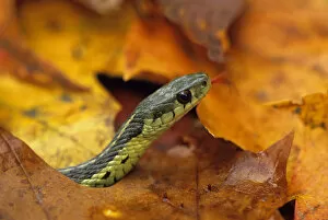 Images Dated 10th March 2007: Close-up of garter Snake in fall with tongue out. Credit as: Nancy Rotenberg / Jaynes