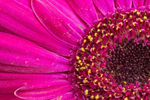 Asteraceae Prints: Close-up of a Gerber daisy showing center and petals with pollen
