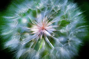 Giant Prints: Close-up of the giant dandelion looking plant called salsify in Colorado