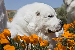 Images Dated 11th April 2008: Close-up of a Great Pyrenees lying in a field of wild Poppy flowers at Antelope Valley