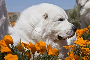 Nostalgia Prints: Close-up of a Great Pyrenees lying in a field of wild Poppy flowers at Antelope Valley
