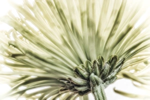 Digitally Altered Prints: Close-up of a green chrysanthemum from behind. Digitally altered