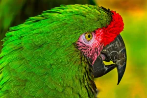 Plumage Prints: Close-up of green military macaw