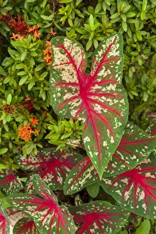 Caladium Prints: Close-up of green and red leaves of a Caladium bicolor