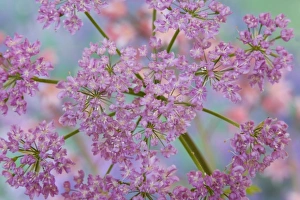 Images Dated 8th May 2006: Close-up of hairy chervil flowers