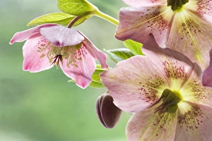 Hellebore Prints: Close-up of hellebore flowers and bud
