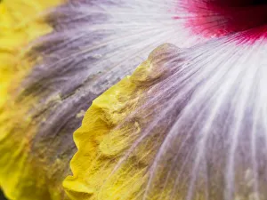 Close-up of a hibiscus flower