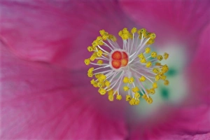 Images Dated 29th January 2010: Close-up of Hibiscus flower stamen, Hibiscus rosasinensis