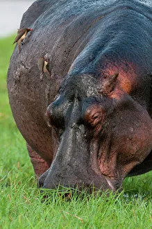Oxpecker Prints: Close-up of a hippopotamus, Hippopotamus amphibius