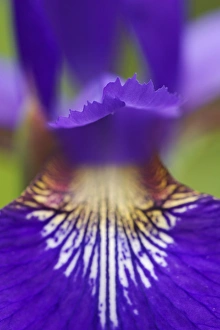 Images Dated 29th April 2004: Close-up of hybrid Iris Oconaluftee Visitor Center Great Smoky Mountains N.P. NC