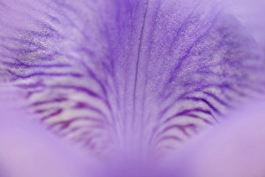 Images Dated 29th April 2004: Close-up of hybrid Iris Oconaluftee Visitor Center Great Smoky Mountains N.P. NC