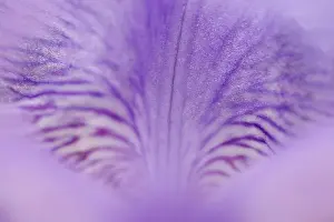 Hybrid Prints: Close-up of hybrid Iris Oconaluftee Visitor Center Great Smoky Mountains N. P. NC