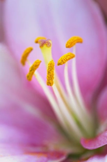 Images Dated 25th May 2011: Close-up of hybrid Lily