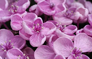 Close-up of a Hydrangea macrophylla Ayesha, lilac pink