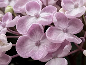 Close-up of a Hydrangea macrophylla Ayesha, lilac pink