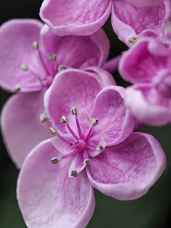 Images Dated 20th February 2019: Close-up of a Hydrangea macrophylla Ayesha, lilac pink