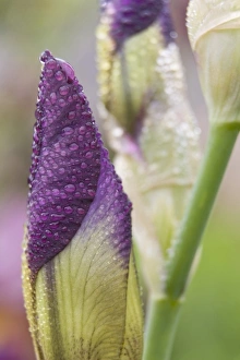 Dew Drop Prints: Close-up of iris bud with dew