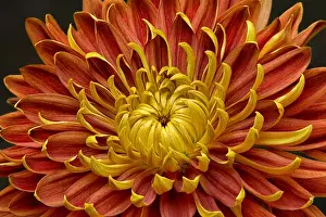 Horticulture Prints: Close-up of a Japanese fall-flowering Kiku or chrysanthemum in orange and yellow