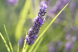 Harvest Prints: Close-up of lavender blooms in Valensole Plain, Provence, Southern France