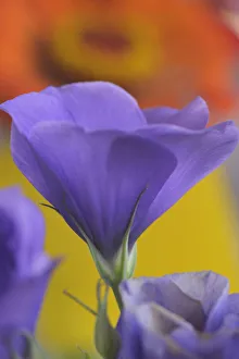 Portland Prints: Close-up of Lisianthus bloom in Portland, Oregon