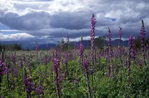 Anza Borrego Prints: Close-up of lupine during storm in Anza-Borrego Desert State Park, CA