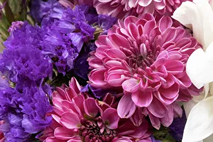 Images Dated 12th May 2022: Close-up magenta violet