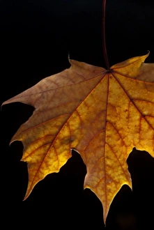 Images Dated 5th February 2006: Close-up of a Maple Leaf