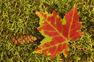 Michigan Prints: Close-up of maple leaf and pine cone on moss, Pictured Rocks National Lakeshore