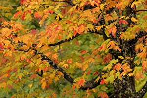 Northwood Prints: Close-up of maple tree with fall color