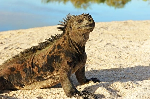 Miva Stock Prints: Close-up of a Marine Iguana, Galapagos Islands, Ecuador (Amblyrhynchus cristatus)